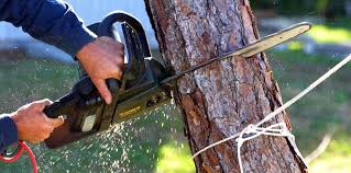 Woodstown, NJ Tree Care Company