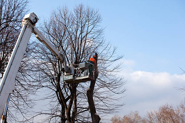 Best Root Management and Removal  in Woodstown, NJ